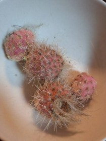 Ezüst fügekaktusz - Opuntia leucotricha, Opuntia leucotricha, fagyérzékeny, gyümölcs